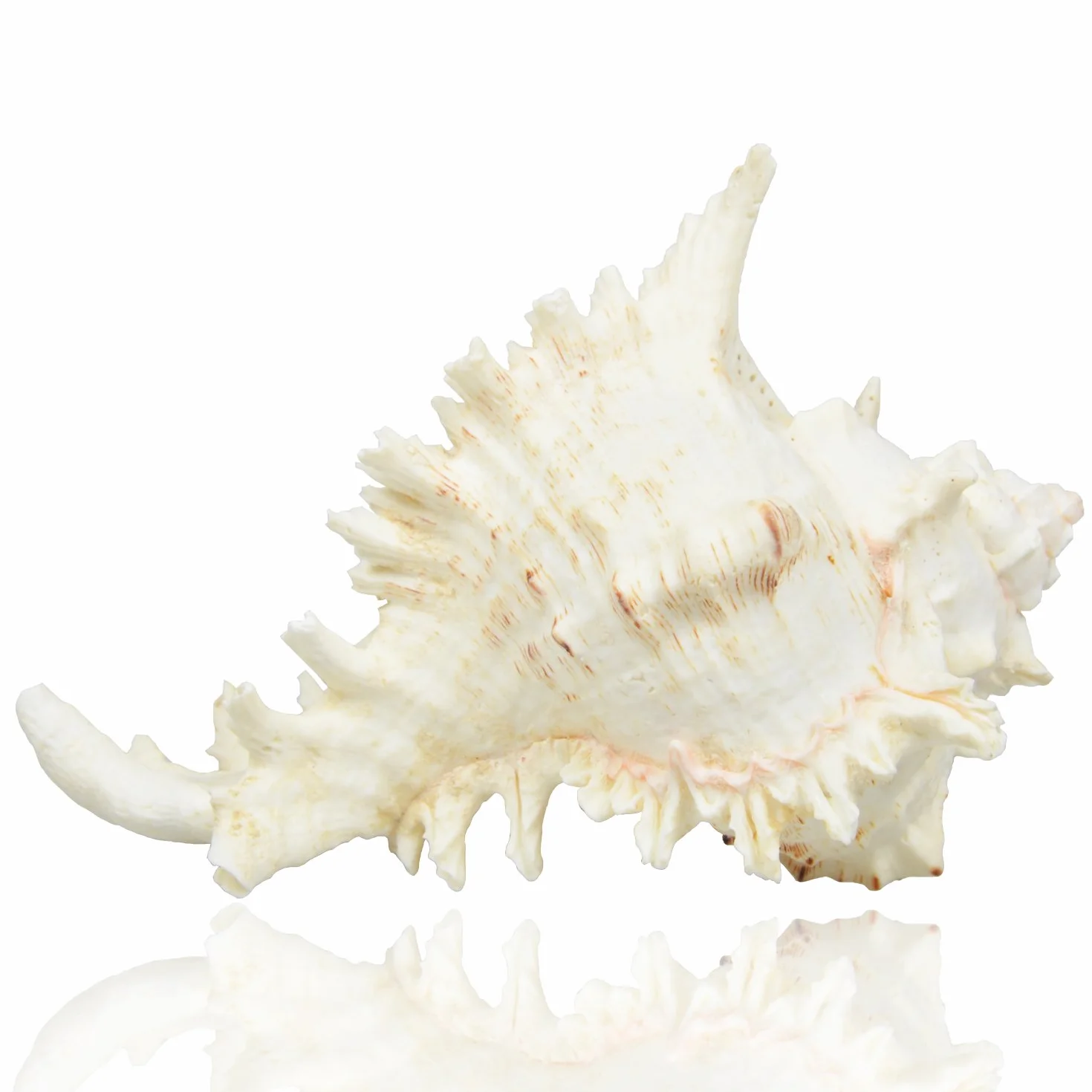 Duże naturalne muszle morskie, muszle Murex Ramosus, ogromna koncha oceaniczna 17-20 cm Jumbo muszle morskie idealne do dekoracji weselnych, imprez w stylu plażowym, dekoracji domu, rękodzieła DIY