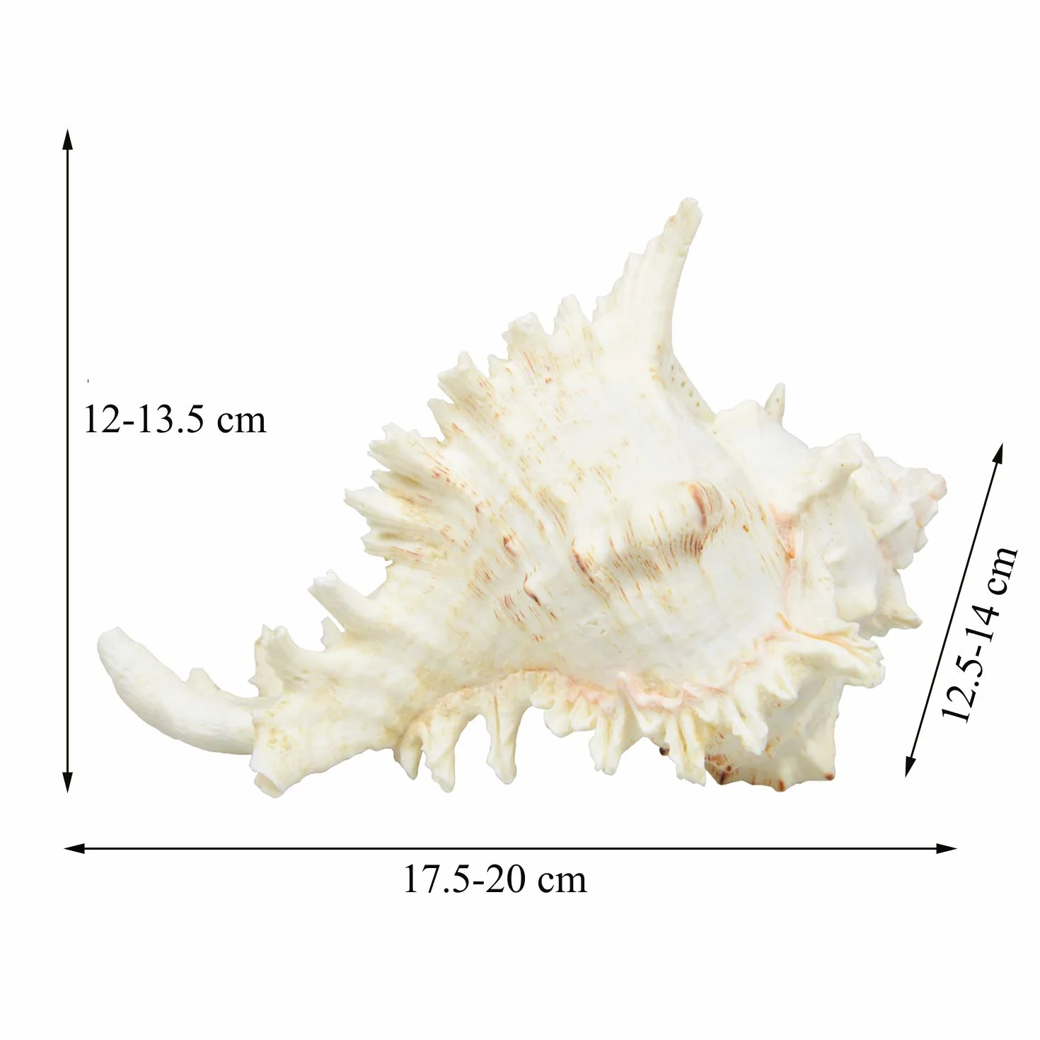 Duże naturalne muszle morskie, muszle Murex Ramosus, ogromna koncha oceaniczna 17-20 cm Jumbo muszle morskie idealne do dekoracji weselnych, imprez w stylu plażowym, dekoracji domu, rękodzieła DIY