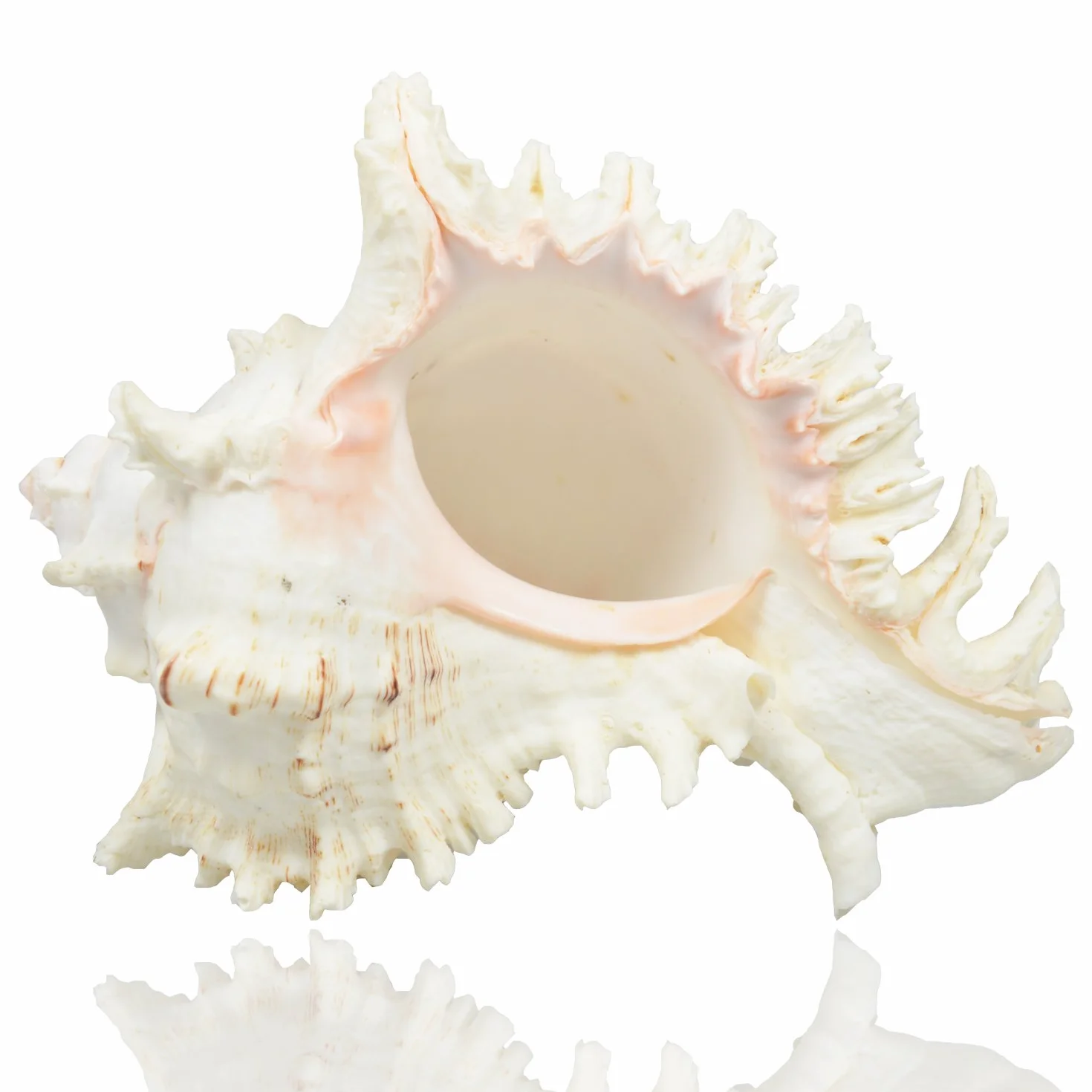 Duże naturalne muszle morskie, muszle Murex Ramosus, ogromna koncha oceaniczna 17-20 cm Jumbo muszle morskie idealne do dekoracji weselnych, imprez w stylu plażowym, dekoracji domu, rękodzieła DIY