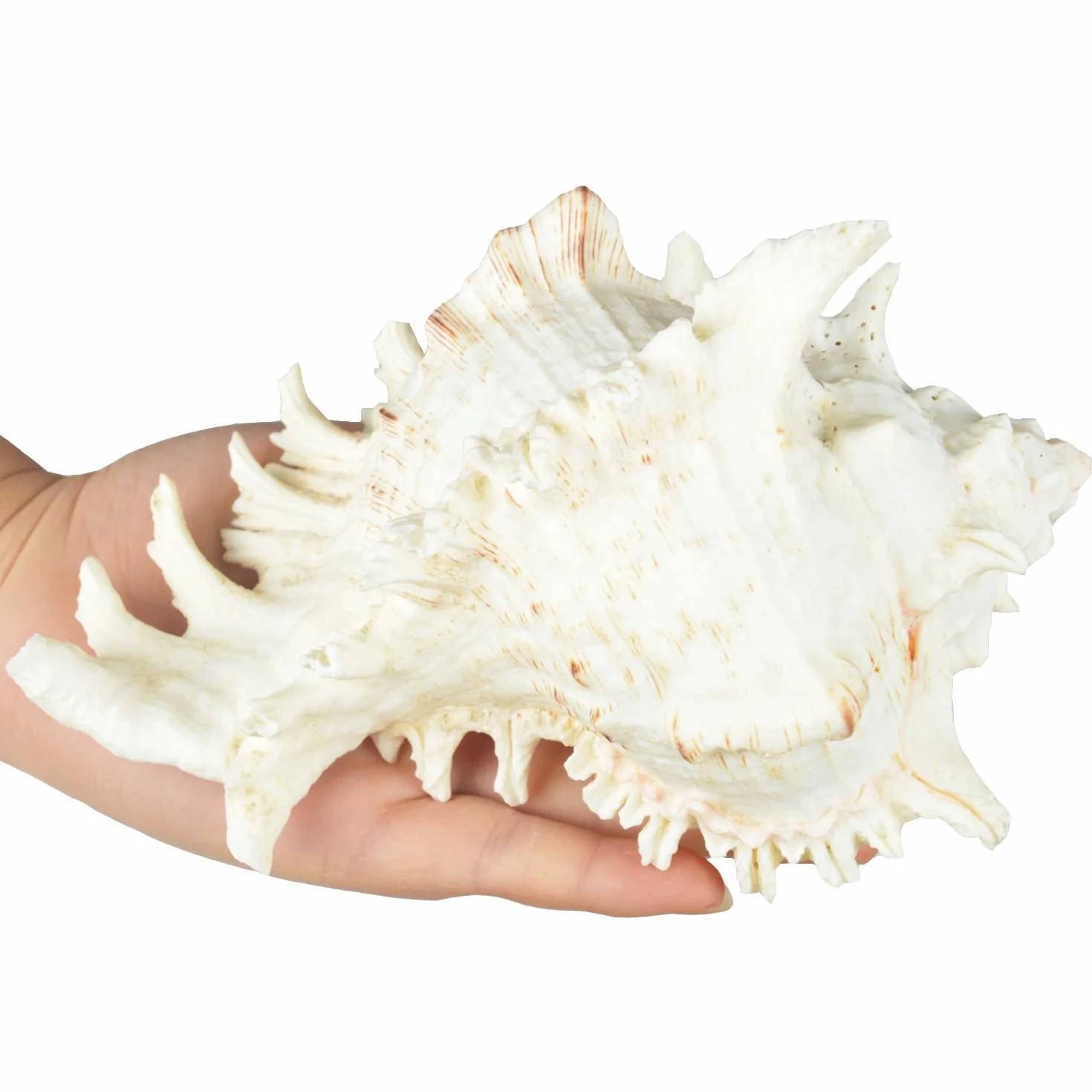 Duże naturalne muszle morskie, muszle Murex Ramosus, ogromna koncha oceaniczna 17-20 cm Jumbo muszle morskie idealne do dekoracji weselnych, imprez w stylu plażowym, dekoracji domu, rękodzieła DIY
